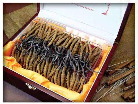 文成冬虫夏草回收